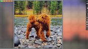 Pixel Puzzles Ultimate - Puzzle Pack: Dogs (DLC) Steam Key EUROPE