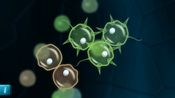 Buy Mitosis