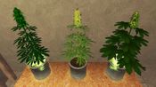 Weed Shop 2