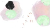 Guppy (PC) Steam Key EUROPE