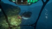 Iron Fish