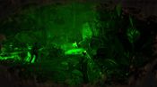 Buy Predator: Hunting Grounds XBOX LIVE Key UNITED STATES