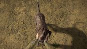 Get theHunter: Call of the Wild™ - German Shorthaired Pointer (DLC) Steam Key (PC) GLOBAL
