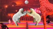 Buy Disco Bear