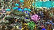 Behind Glass: Aquarium Simulator Steam Key (PC) GLOBAL for sale