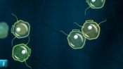 Mitosis