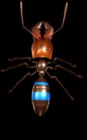 Get Ant Queen