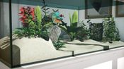 Get Aquarium Designer (PC) Steam Key GLOBAL