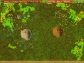 Colony