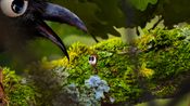 AntVentor PC/XBOX LIVE Key UNITED STATES