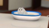 Petz: My Baby Hamster PSP
