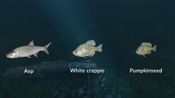 Ultimate Fishing Simulator - New Fish Species (DLC) (PC)  Steam Key GLOBAL