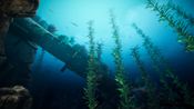 Bermuda - Lost Survival for sale