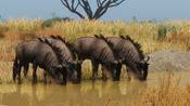 Planet Zoo: Grasslands Animal Pack (DLC) (PC) Steam Key GLOBAL for sale