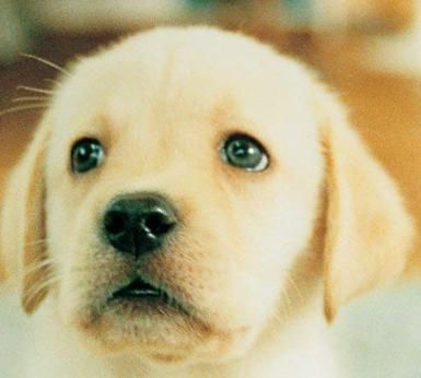 Nintendogs Nintendo DS