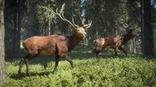 theHunter: Call of the Wild- Diamond Bundle Steam Key (PC) GLOBAL