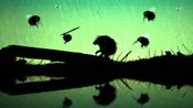 FEIST Steam Key GLOBAL for sale