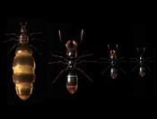 Ant Queen for sale