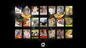 Kitty Cat: Jigsaw Puzzles Steam Key GLOBAL