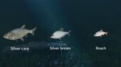 Redeem Ultimate Fishing Simulator - New Fish Species (DLC) (PC)  Steam Key GLOBAL