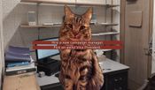 Get Cat President ~A More Purrfect Union~