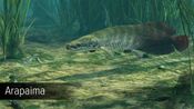 Ultimate Fishing Simulator - Amazon River (DLC) (PC)  Steam Key GLOBAL for sale