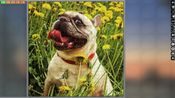 Pixel Puzzles Ultimate - Puzzle Pack: Dogs (DLC) Steam Key EUROPE for sale