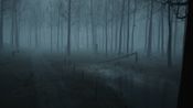 Dead forest