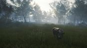 Buy theHunter: Call of the Wild - Te Awaroa National Park (DLC) (PC) Steam Key GLOBAL