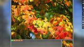 Pixel Puzzles Ultimate - Puzzle Pack: Autumn (DLC) Steam Key EUROPE