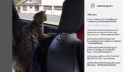 Cat President ~A More Purrfect Union~ for sale