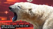 Get Disco Bear