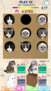 Buy Play Kittens