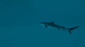 Buy Ultimate Fishing Simulator 2 (PC) Steam Key GLOBAL