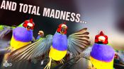 Redeem Xbird Steam Key GLOBAL