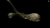 Redeem Samorost 2 Steam Key (PC) EUROPE