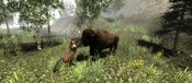 Buy Untamed: Life Of A Cougar