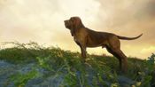 theHunter: Call of the Wild™ - Weapons and Companions Bundle (DLC) XBOX LIVE Key UNITED STATES
