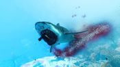 Get Maneater (Nintendo Switch) eShop Key UNITED STATES