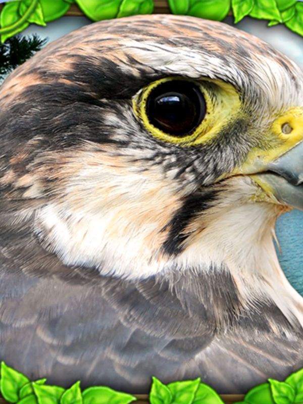 Get Falcon Simulator APK free on mobile