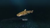 Buy Ultimate Fishing Simulator - New Fish Species (DLC) (PC)  Steam Key GLOBAL
