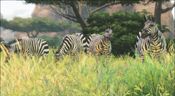 Cabela's African Adventures Steam Key GLOBAL