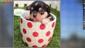 Buy Pixel Puzzles Ultimate - Puzzle Pack: Dogs (DLC) Steam Key EUROPE