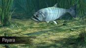 Ultimate Fishing Simulator - Amazon River (DLC) (PC)  Steam Key GLOBAL