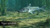 Ultimate Fishing Simulator - Amazon River (DLC) (PC)  Steam Key GLOBAL