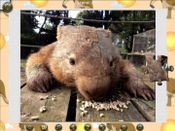 Get 1001 Jigsaw. World Tour: Australian Puzzles