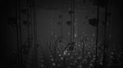 Get White Shadows Steam Key (PC) LATAM