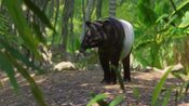 Planet Zoo: Southeast Asia Animal Pack (DLC) Steam Key EUROPE for sale
