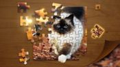 Jigsaw Club