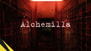 Alchemilla